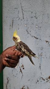 Cockateil yellowface
