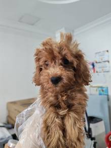 Miniature poodle