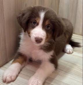 Border Collie with Cert Puppy For Sale
