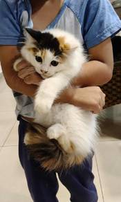 persian