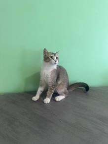 Bsh golden