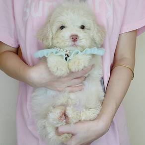 Toy Poodle