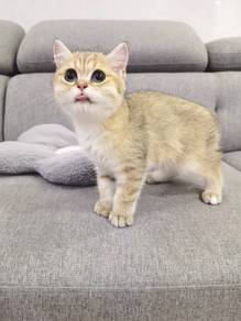 BSH British shorthair golden color