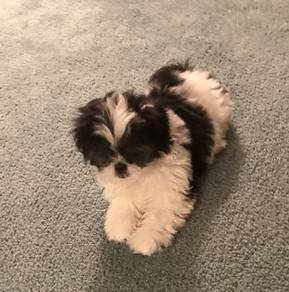Puppers Adorable Teddy Bear Companion Puppy Dog
