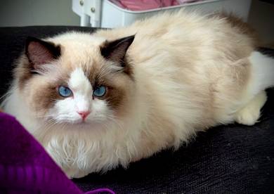 Ragdoll Momy Proven