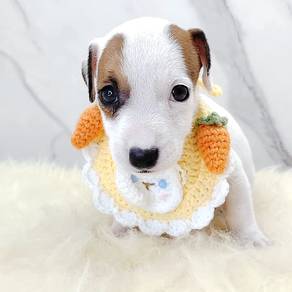 Jack Russell
