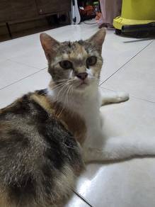 kucing