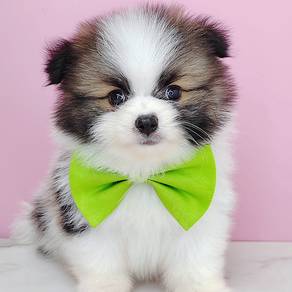 Pomeranian