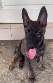 Belgian Shepherd.