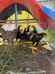 Ayam ratu muda untuk dijual