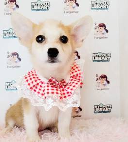 Welsh Corgi