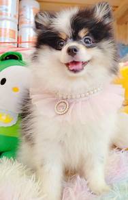 Pomeranian