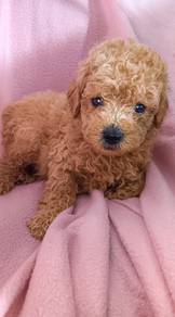 Brown Toy Poodle Puppy