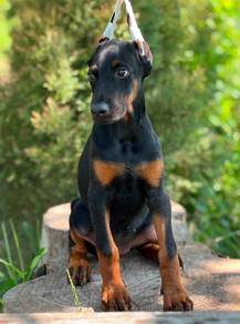DOBERMAN PUPPIES 🐻 H181 Female ~ Certificate
