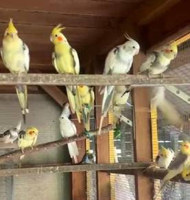 Cockatiel