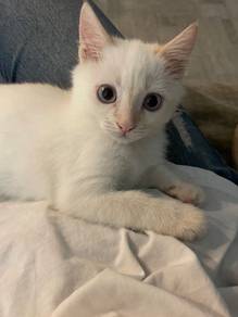White Siamese Kitten