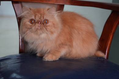 Pure persian boy