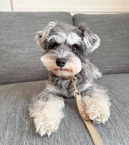 Schnauzer mka and microchip male