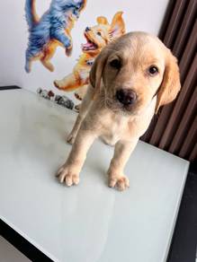 Cream Labrador Retriever 1