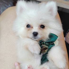 Pomeranian