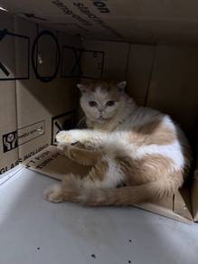 Scottish fold pure breed for sale
