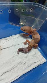 African Fattail Gecko