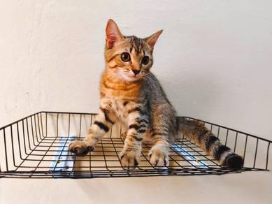 Kitten BSH Tabby