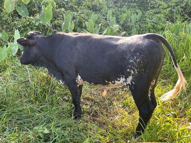 Belgian Blue Mega