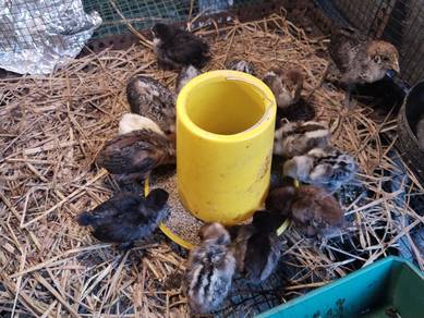 10 anak ayam arab , Arab chicks