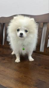Female White Color Pomeranian Puppy F-266