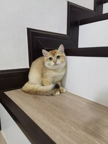 British short hair BSH Golden