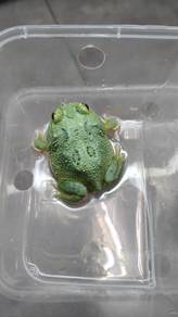 Pacman frog