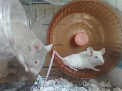 fancy rat