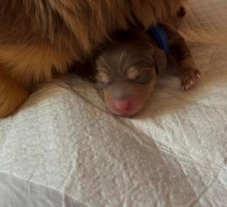 Dachshund