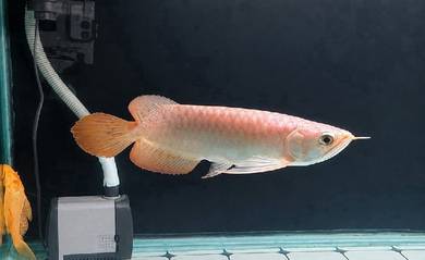 Arowana Super Red 