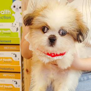 Shih Tzu