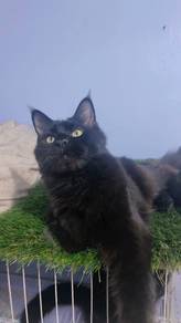 Mainecoon 