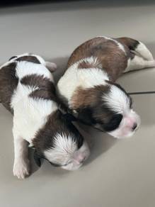 Shihtzu