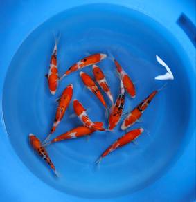 Japanese koi