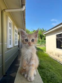 Domestic Long Hair (DLH)