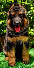 GERMAN SHEPHERD PUPPIES GSD26🐻Good structure Girl