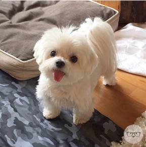QQQ7000 #MKA Tiny Maltese cute baby dog