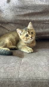 bsh golden british short hair
