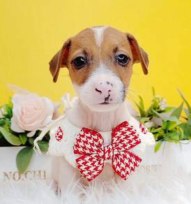 Jack Russell