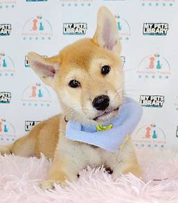 Shiba inu