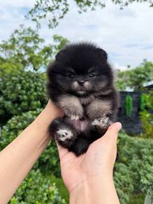 Pomeranian Black Tan Male Puppy