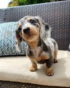 HHHH_6000 Dachshund long haired Merle Tan puppy