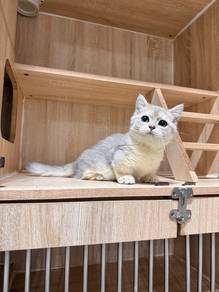 blue golden bsh Mucnhkin cat kucing