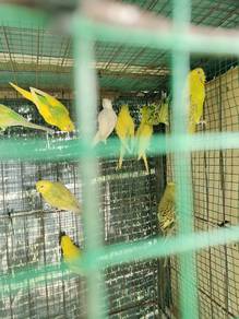 burung baji
