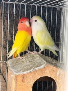 Burung Cinta / Love Bird